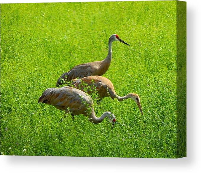 Sandhill Crane Canvas Print featuring the photograph Watch Out by Kimberly Woyak