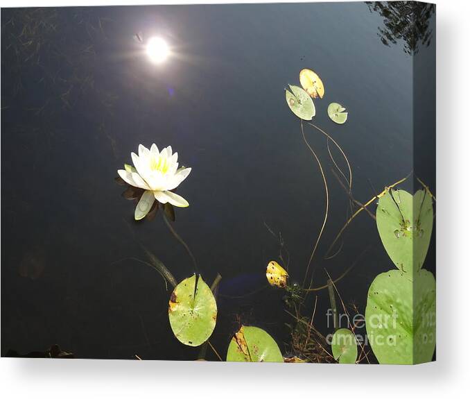Water Lily Canvas Print featuring the photograph Water Lily by Laurel Best