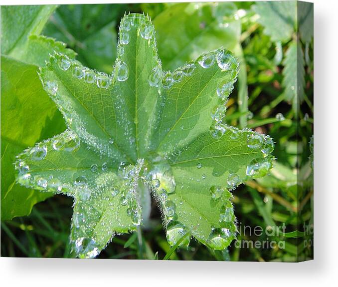 Waterdrops Canvas Print featuring the photograph Waterdrops like diamonds by Karin Ravasio