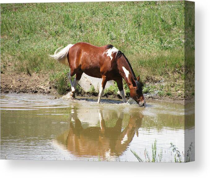 Horse Canvas Print featuring the photograph Watering Hole by Steven Parker