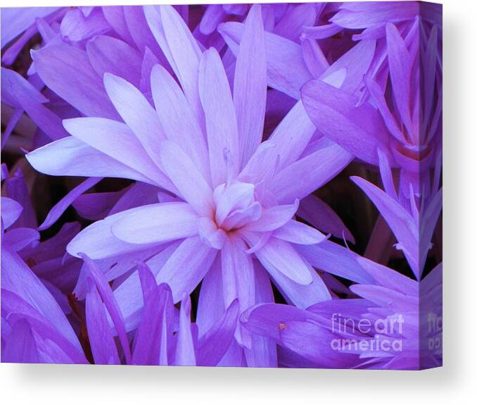 Water Lily Crocus Canvas Print featuring the photograph Waterlily Crocus by Michele Penner