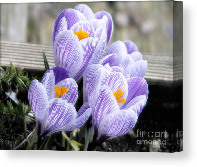 Crocus Canvas Print featuring the photograph Welcoming Spring by Rory Siegel