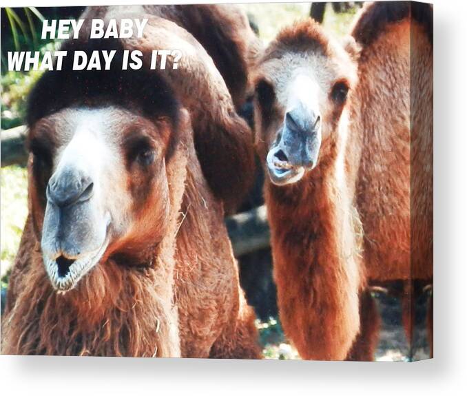 Two Brown Canvas Print featuring the photograph Camel What Day Is IT? by Belinda Lee