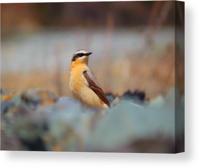 Wheatear Canvas Print featuring the photograph Wheatear by Zinvolle Art