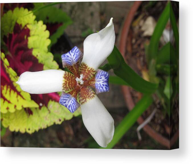 Iris Canvas Print featuring the photograph White Blue and Brown Iris Flower by Tom Hefko