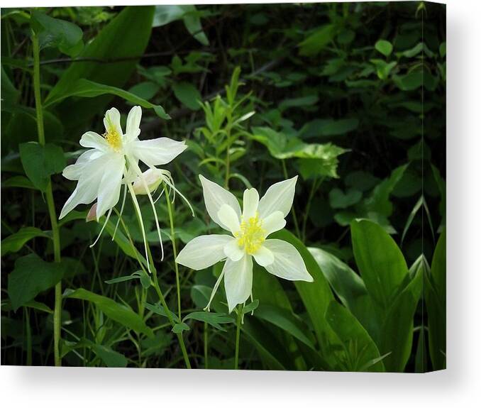 Columbine Canvas Print featuring the photograph White Columbines by Roxie Crouch