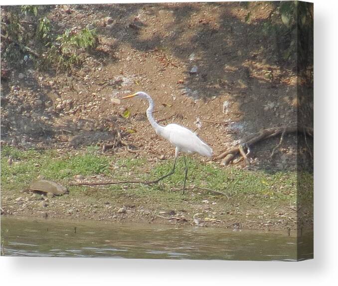 White Heron Canvas Print featuring the photograph White Heron by Eric Switzer