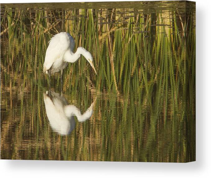 Heron Canvas Print featuring the photograph White Heron Staring at the Water by Jean Noren