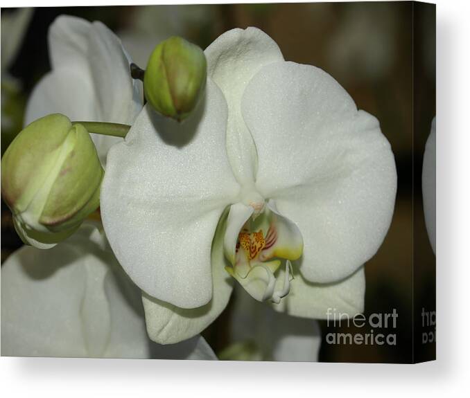 White Canvas Print featuring the photograph White Orchid by Jacklyn Duryea Fraizer