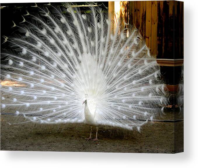 Peacock Canvas Print featuring the photograph White Peacock by Jean Wolfrum