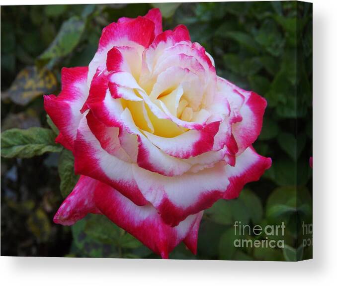 Flower Canvas Print featuring the photograph White rose with pink Texture Hybrid by Lingfai Leung