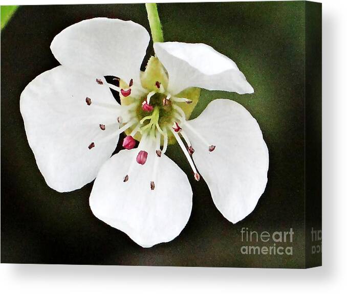 Bloom Canvas Print featuring the photograph White spring bloom by Karin Ravasio