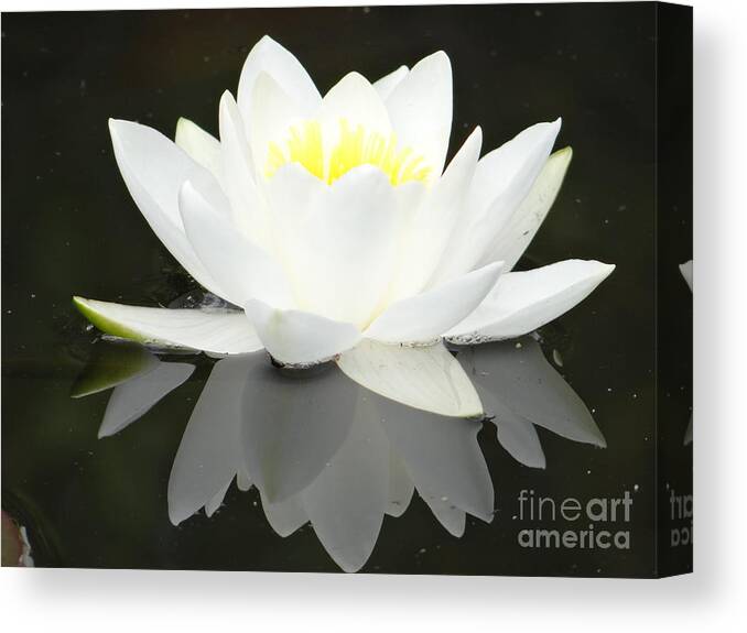 Lily Canvas Print featuring the photograph White water lily and black background by Karin Ravasio