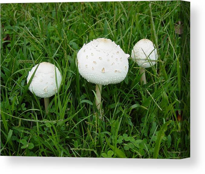 White Canvas Print featuring the photograph White Wild Mushrooms by Dorothy Maier