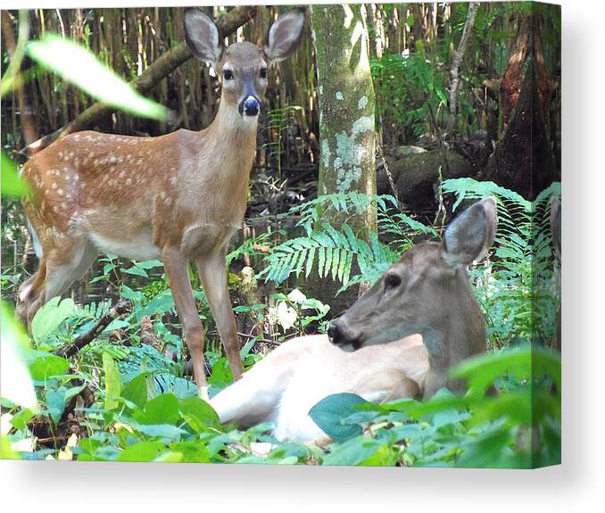 Fawn Canvas Print featuring the photograph Whitetail Fawn 014 by Christopher Mercer