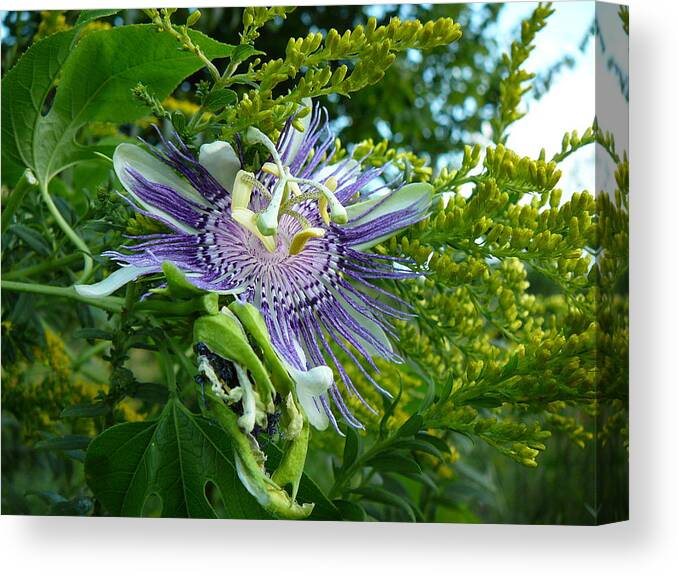 Great Canvas Print featuring the photograph Wild Flower by Two Bridges North