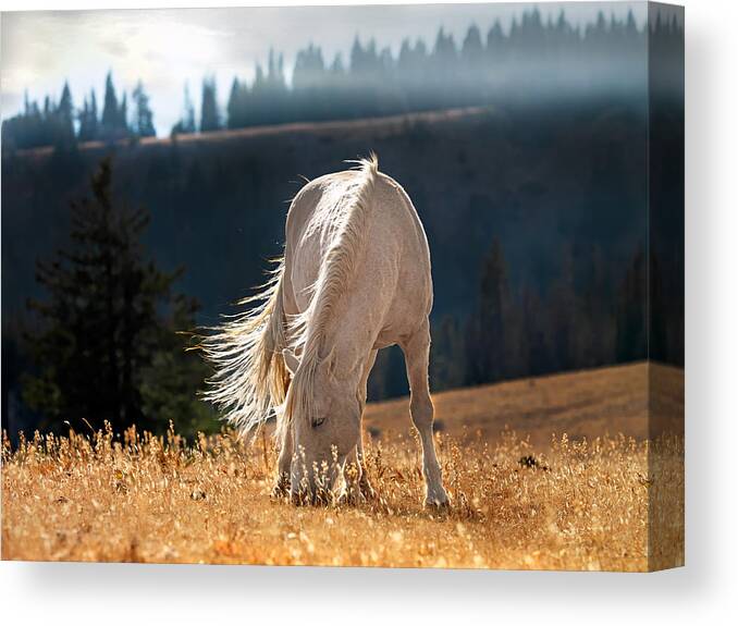 Animals Canvas Print featuring the photograph Wild Horse Cloud by Leland D Howard