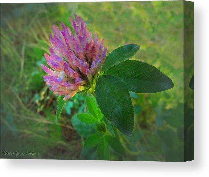 Clover Canvas Print featuring the photograph Wild red Clover Blossom by Joyce Dickens