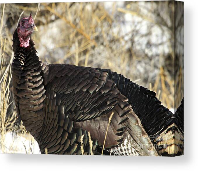 Turkey Canvas Print featuring the photograph Wild Turkey  #3083 by J L Woody Wooden