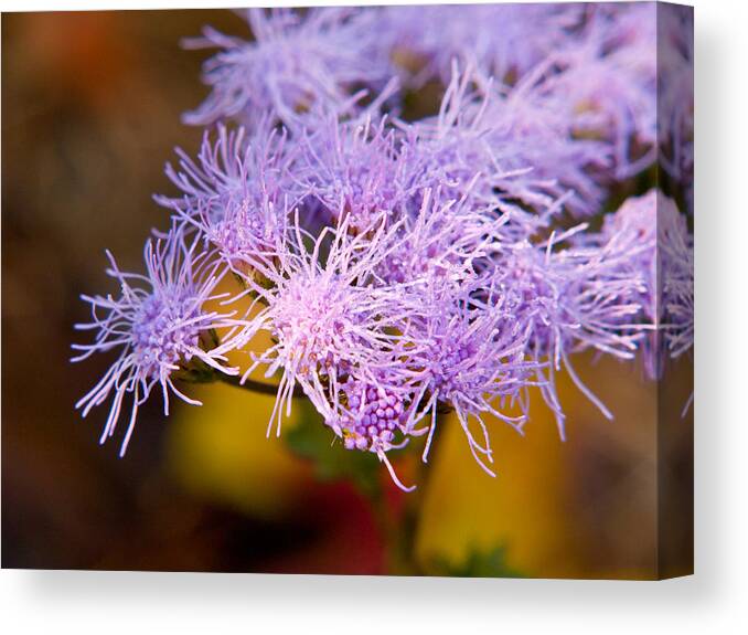 Wildflower Canvas Print featuring the photograph Wildflower-1 by Charles Hite