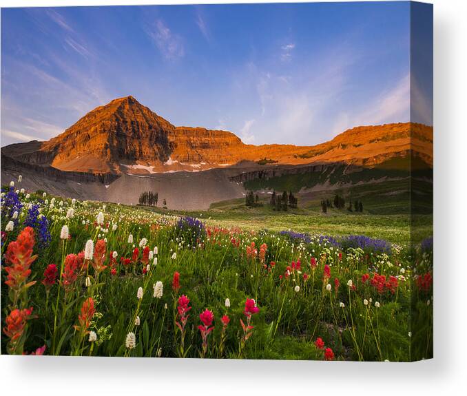 Mount Timpanogos Canvas Print featuring the photograph Wildflowers in Bloom by Emily Dickey