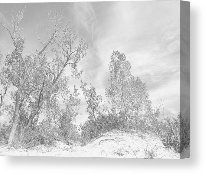 Wind Canvas Print featuring the photograph Windswept by Ann Horn