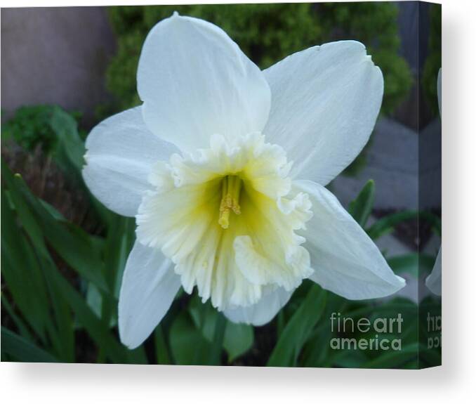 Floral Beauty Canvas Print featuring the photograph Wings Of An Angel by Lingfai Leung