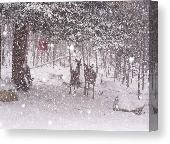 Wildlife Canvas Print featuring the photograph Winter 2014 by Lila Mattison