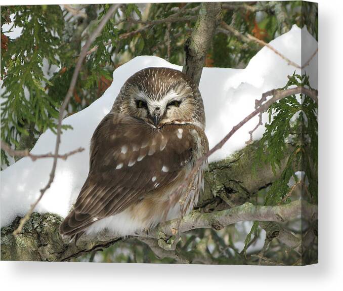 Owl Canvas Print featuring the photograph Winter beauty by David Barker