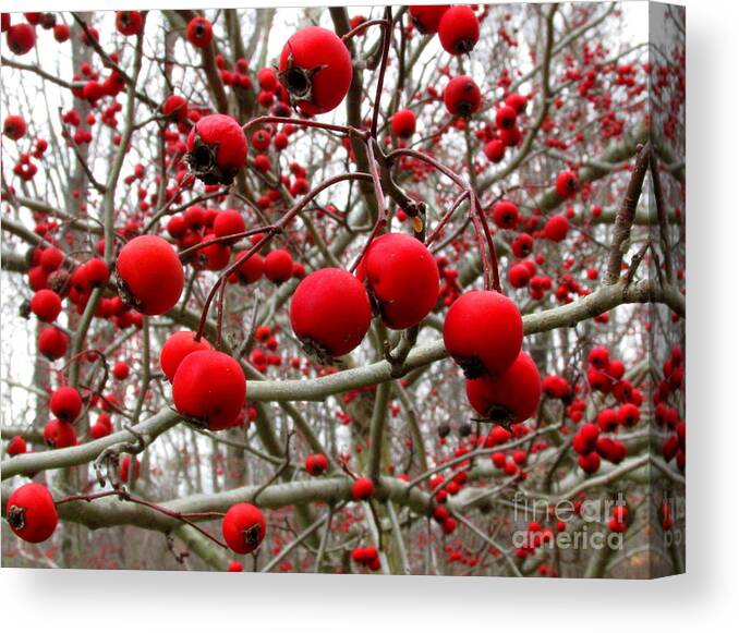 Red Berries Winter Berries Wild Berries Winter Flora Winter Color Natural Christmas Decoration Seasonal Dcor Natural Interior Design Wall Art Red And Gray Art Canvas Print featuring the photograph Winter Berryscape by Joshua Bales