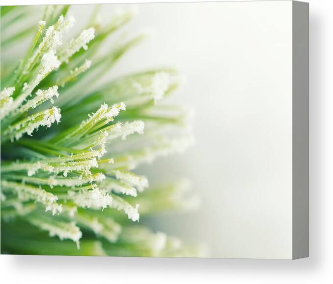 Cedar Tree Canvas Print featuring the photograph Winter - Frozen Branch Of Cedar On A by Toutouke