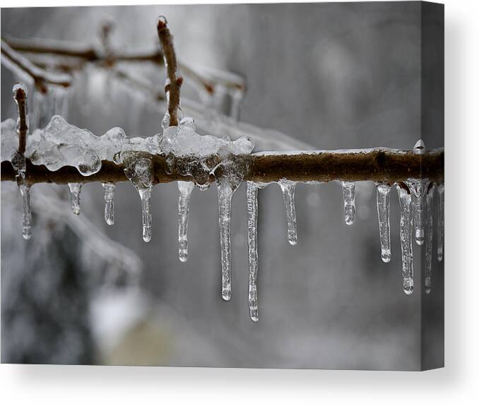 Winter Canvas Print featuring the photograph Winter - Ice Drops by Richard Reeve