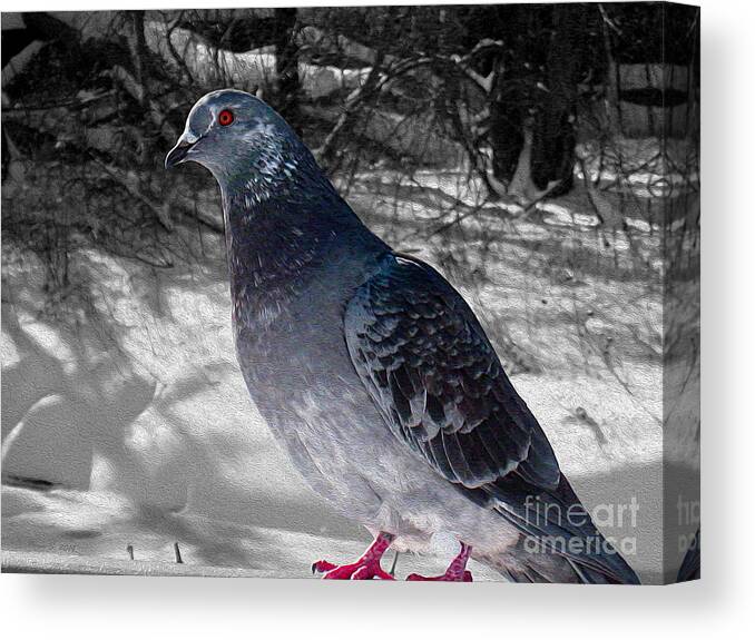 Pigeon Canvas Print featuring the photograph Winter Pigeon by Nina Silver