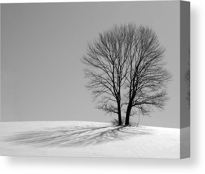 Winter Canvas Print featuring the photograph Winter - Snow Trees 2 in Mono by Richard Reeve