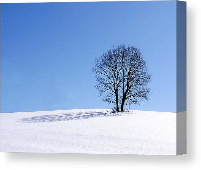 Winter Canvas Print featuring the photograph Winter - Snow Trees by Richard Reeve