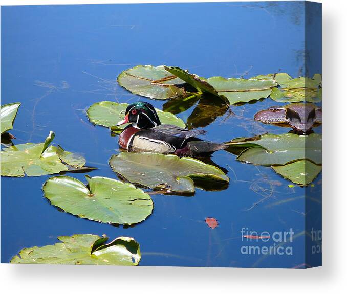 Wood Duck Canvas Print featuring the photograph Wood Duck by Gayle Swigart