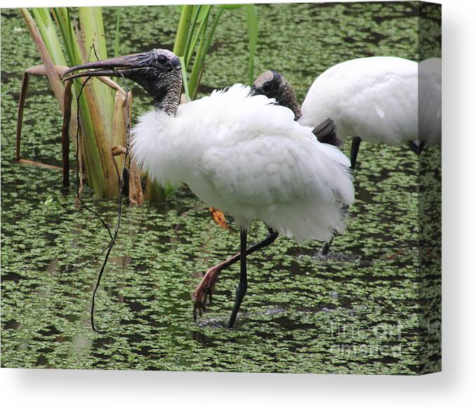 Bird Canvas Print featuring the photograph Wood Stork by Rosemary Aubut