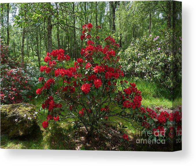 Trees Canvas Print featuring the photograph Red Azalea by Phil Banks