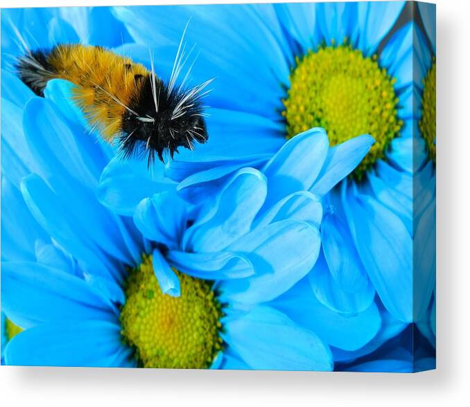 Oregon Canvas Print featuring the photograph Woolly Bear on Blue Daisies by Gallery Of Hope 