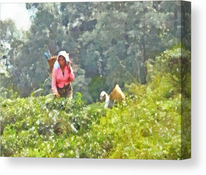 Landscape Canvas Print featuring the digital art Working at a Tea Plantation by Digital Photographic Arts