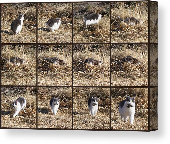 Cat Canvas Print featuring the photograph Working by Kristy Jeppson