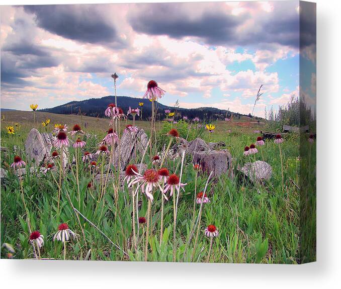 Wyoming Canvas Print featuring the photograph Wyoming Coneflowers by Cathy Anderson