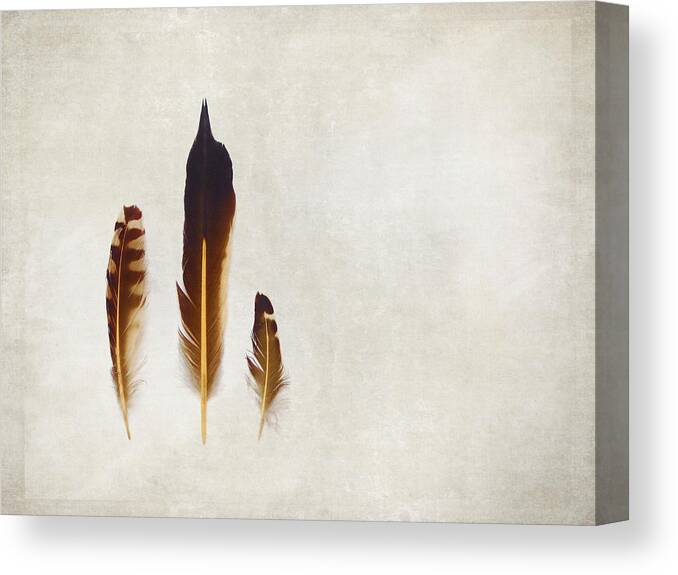 Feathers Canvas Print featuring the photograph Yellow Feathers by Angie Rea