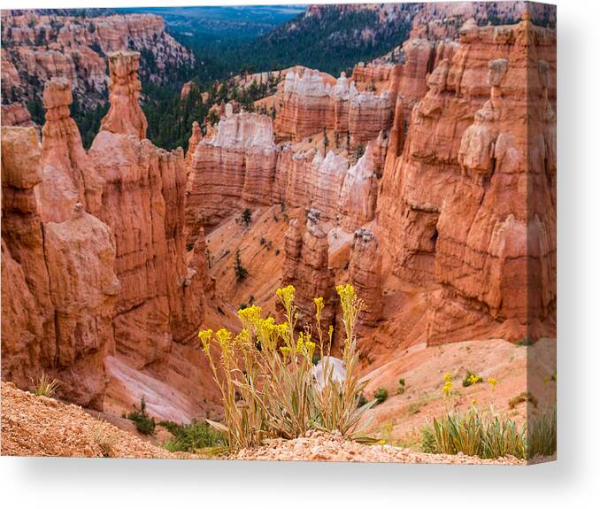 Bryce Canyon Canvas Print featuring the photograph Yellow Flowers and Hoodos by Levin Rodriguez