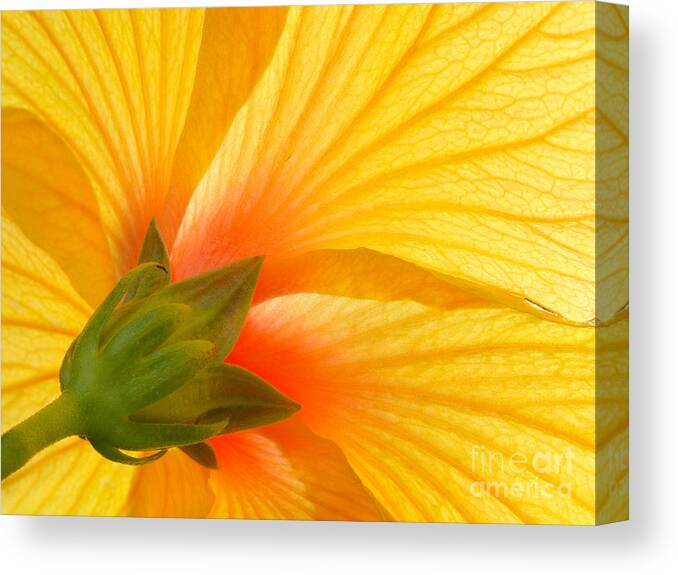 Hibiscus Canvas Print featuring the photograph Yellow Hibiscus Backlit Macro by Laurent Lucuix