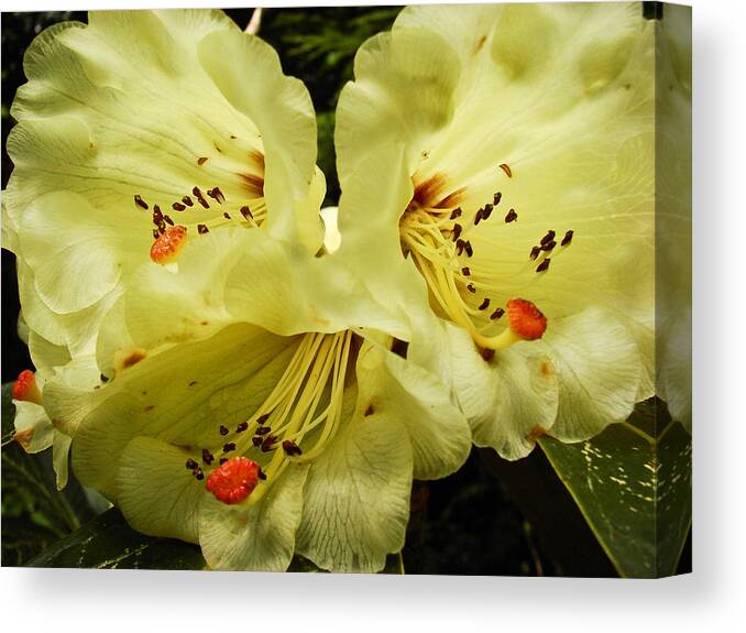Close-up Canvas Print featuring the photograph Yellow Rhodies by Ronda Broatch