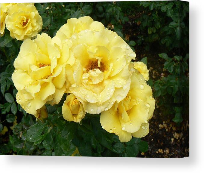 Rose Canvas Print featuring the photograph Yellow Rose of PA by Michael Porchik