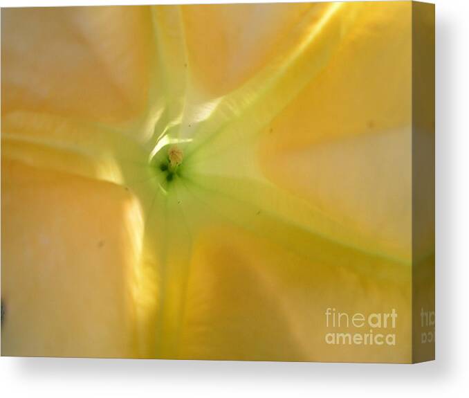 Yellow Flower Canvas Print featuring the photograph Yellow Translucent Flower by Bev Conover