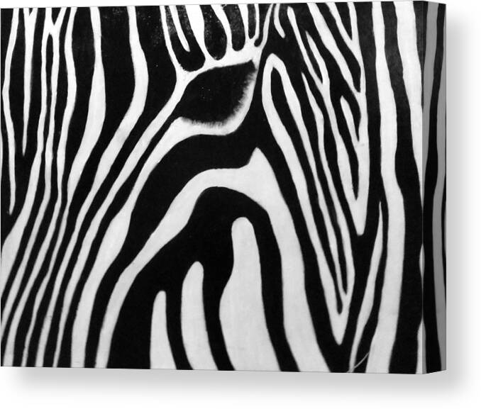  Acrylics Canvas Print featuring the painting Zebra 13 by Jane Biven