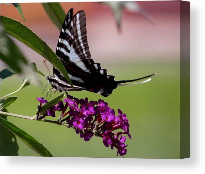 Butterfly Canvas Print featuring the photograph Zebra Swallowtail Butterfly by Keith Stokes